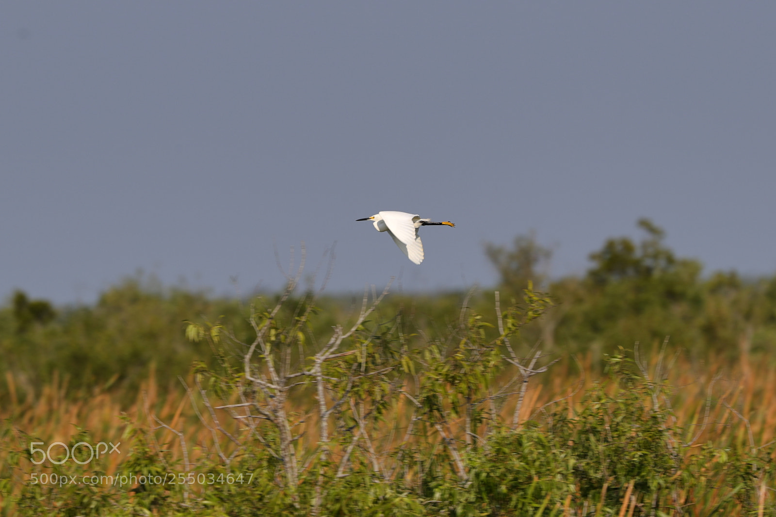 Canon EOS-1D X Mark II sample photo. 04-24-18-0014262.jpg photography
