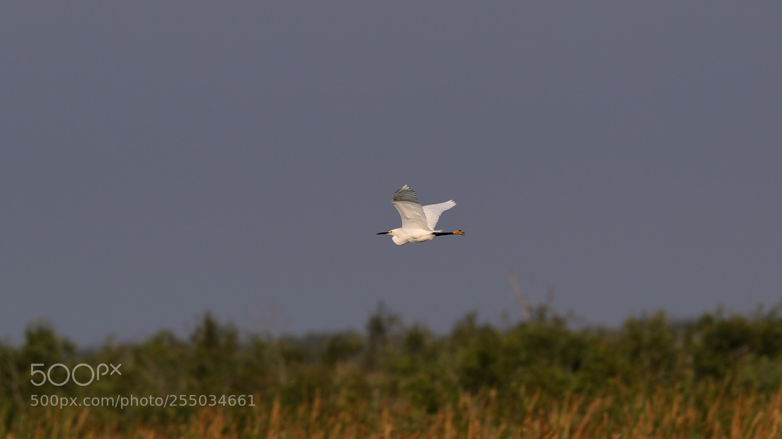 Canon EOS-1D X Mark II sample photo. 04-24-18-0014261.jpg photography