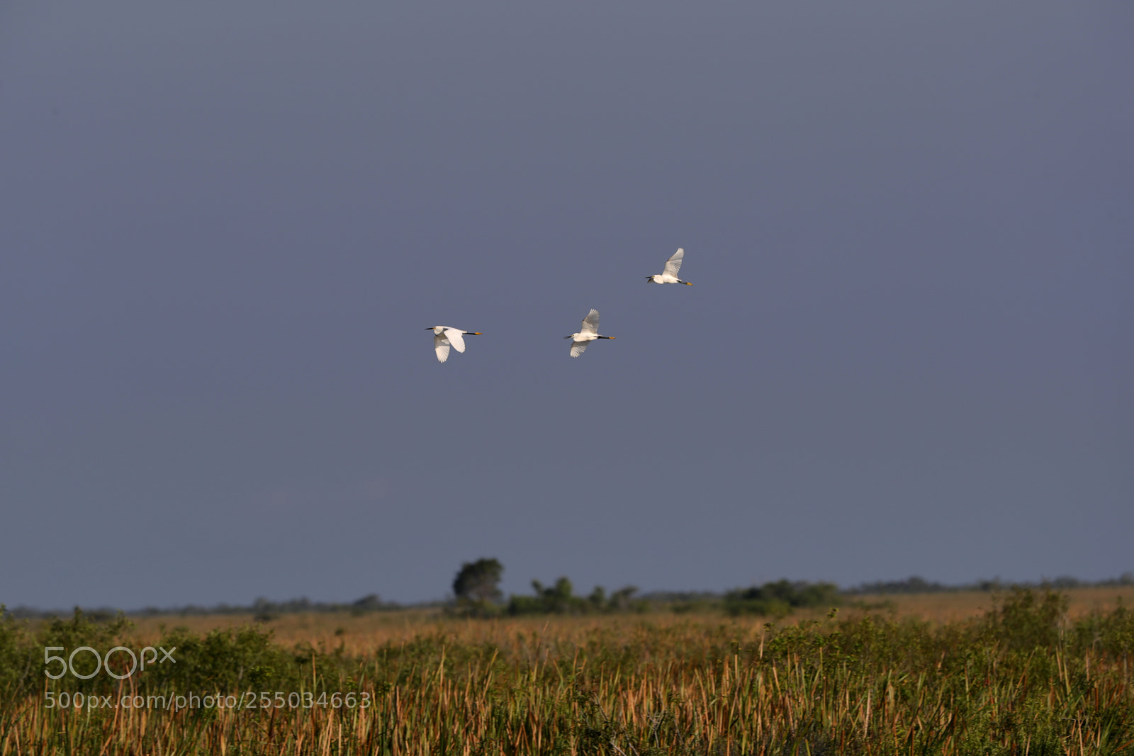 Canon EOS-1D X Mark II sample photo. 04-24-18-0014260.jpg photography