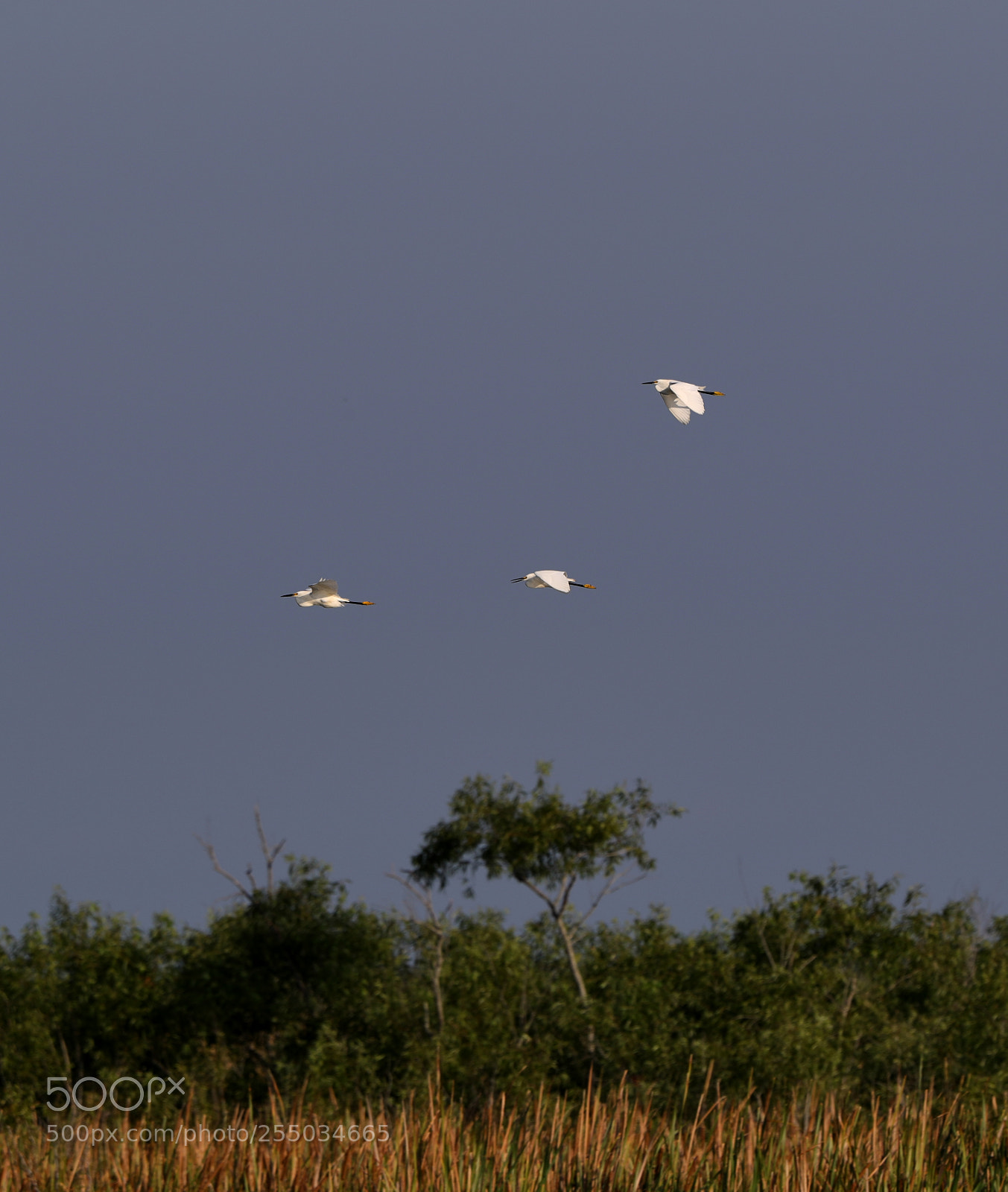 Canon EOS-1D X Mark II sample photo. 04-24-18-0014259.jpg photography
