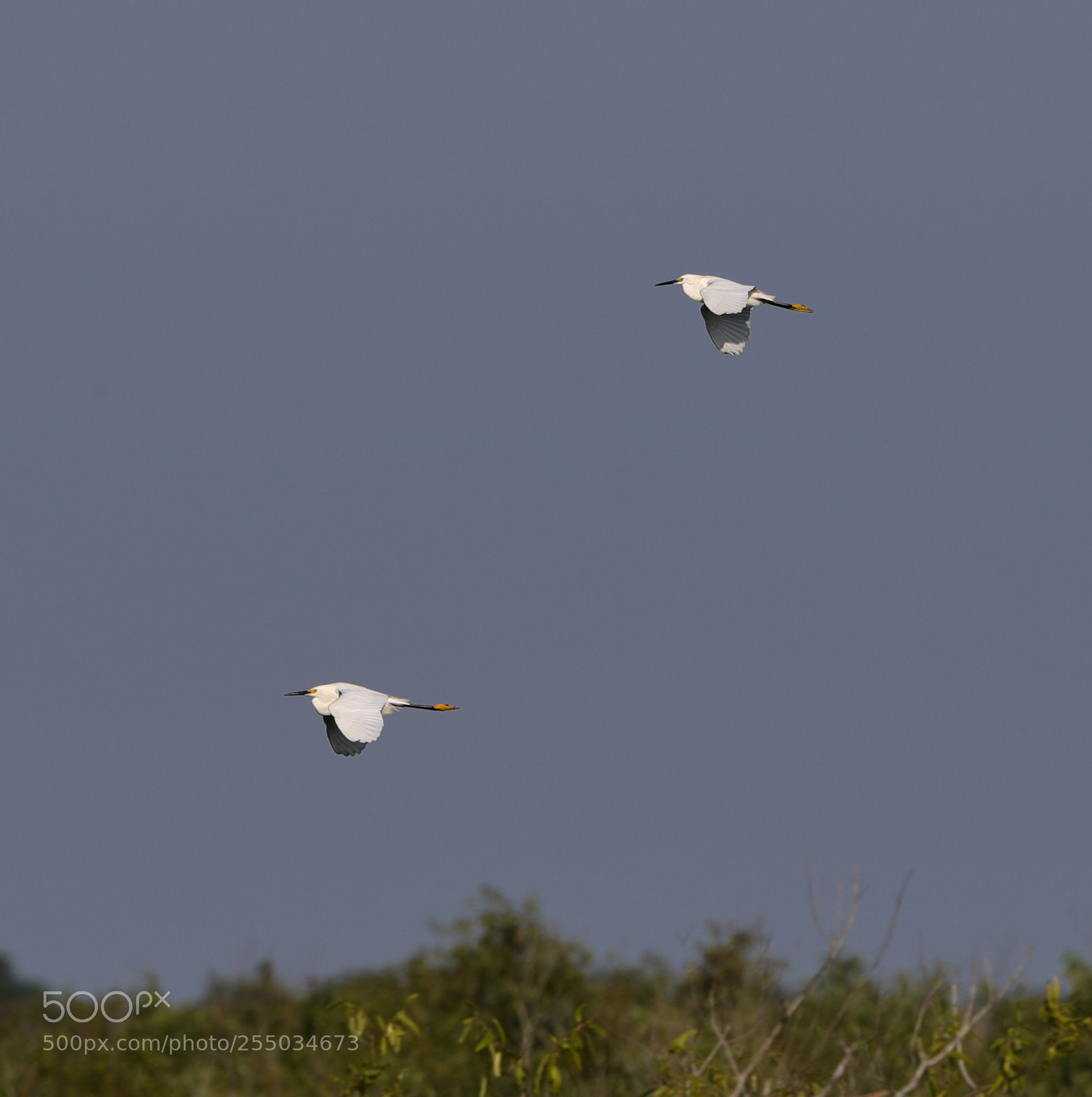 Canon EOS-1D X Mark II sample photo. 04-24-18-0014256.jpg photography