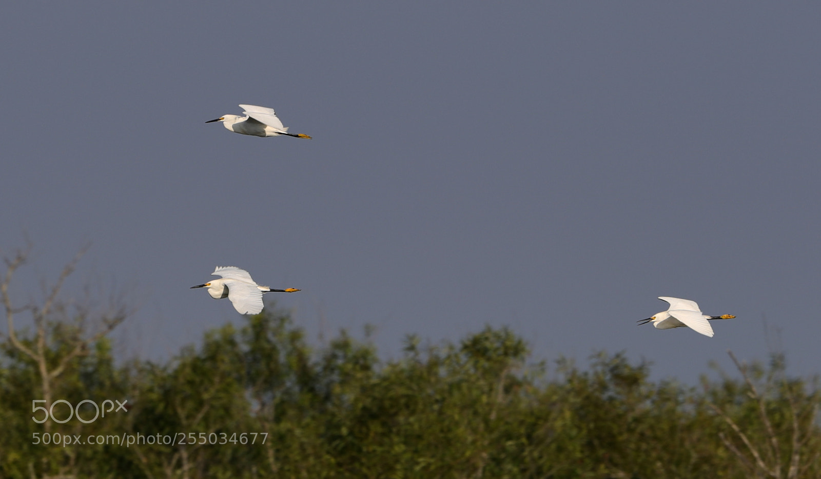Canon EOS-1D X Mark II sample photo. 04-24-18-0014257.jpg photography
