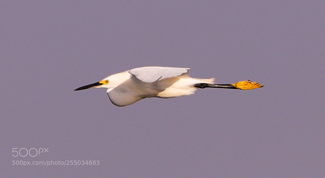 Canon EOS-1D X Mark II sample photo. 04-24-18-0014258.jpg photography