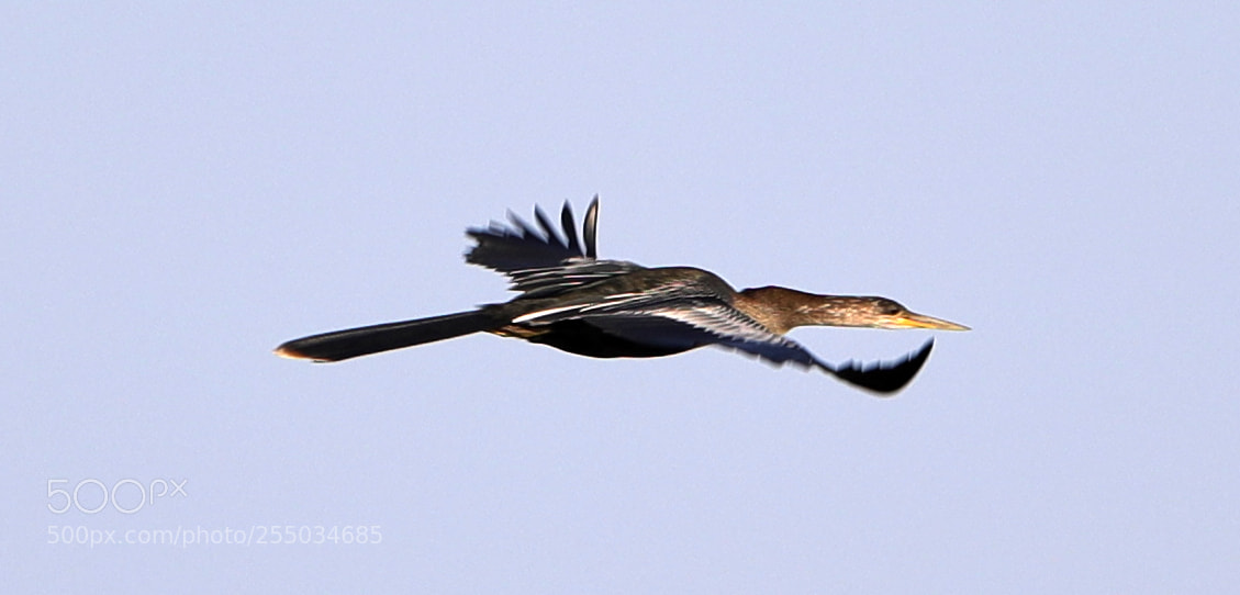 Canon EOS-1D X Mark II sample photo. 04-24-18-0014255.jpg photography