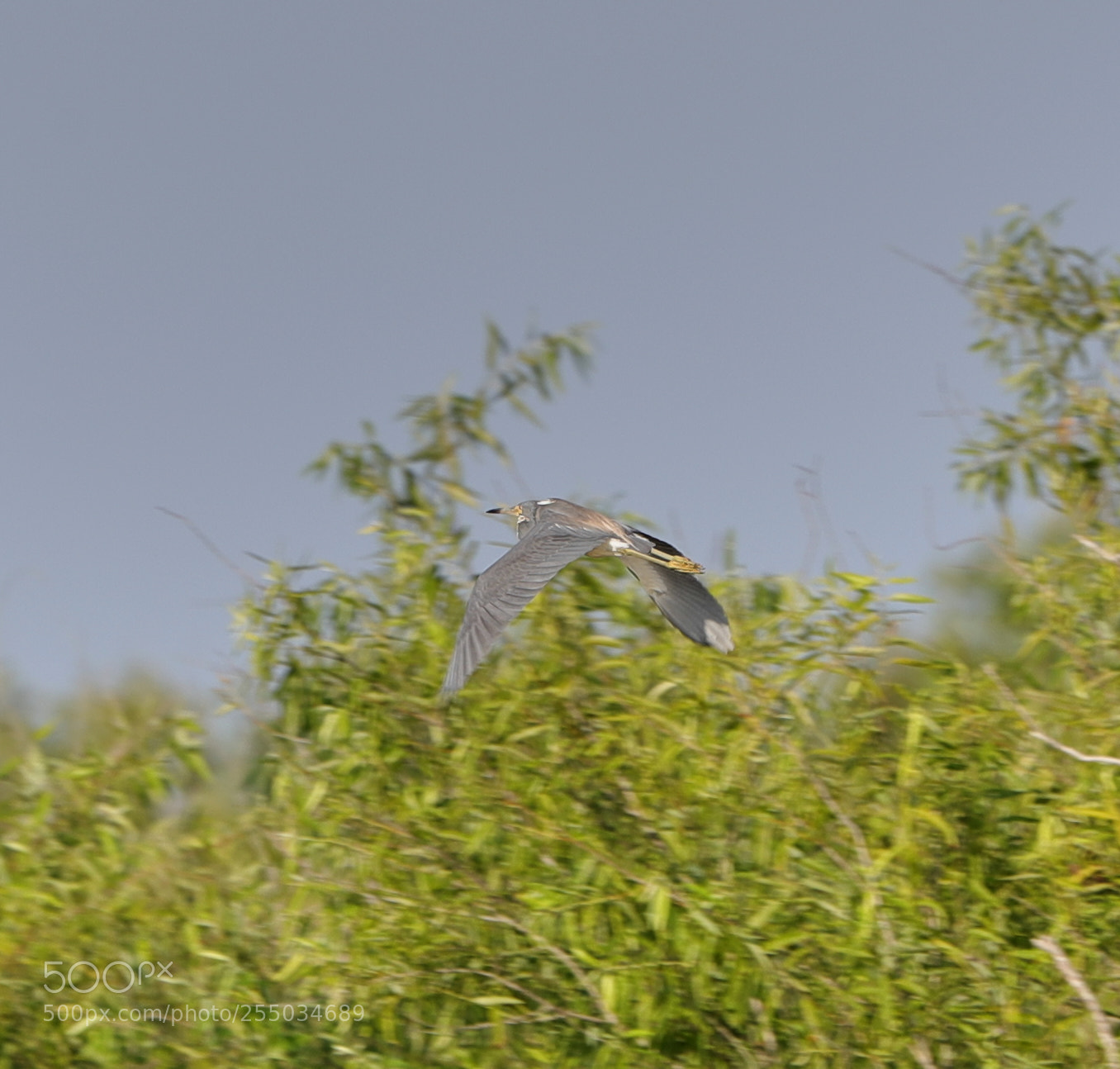 Canon EOS-1D X Mark II sample photo. 04-24-18-0014254.jpg photography