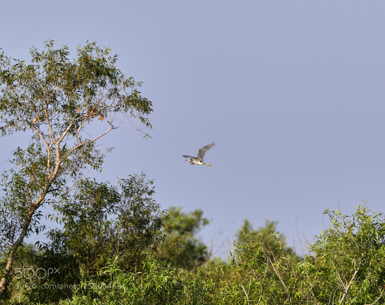 Canon EOS-1D X Mark II sample photo. 04-24-18-0014253.jpg photography