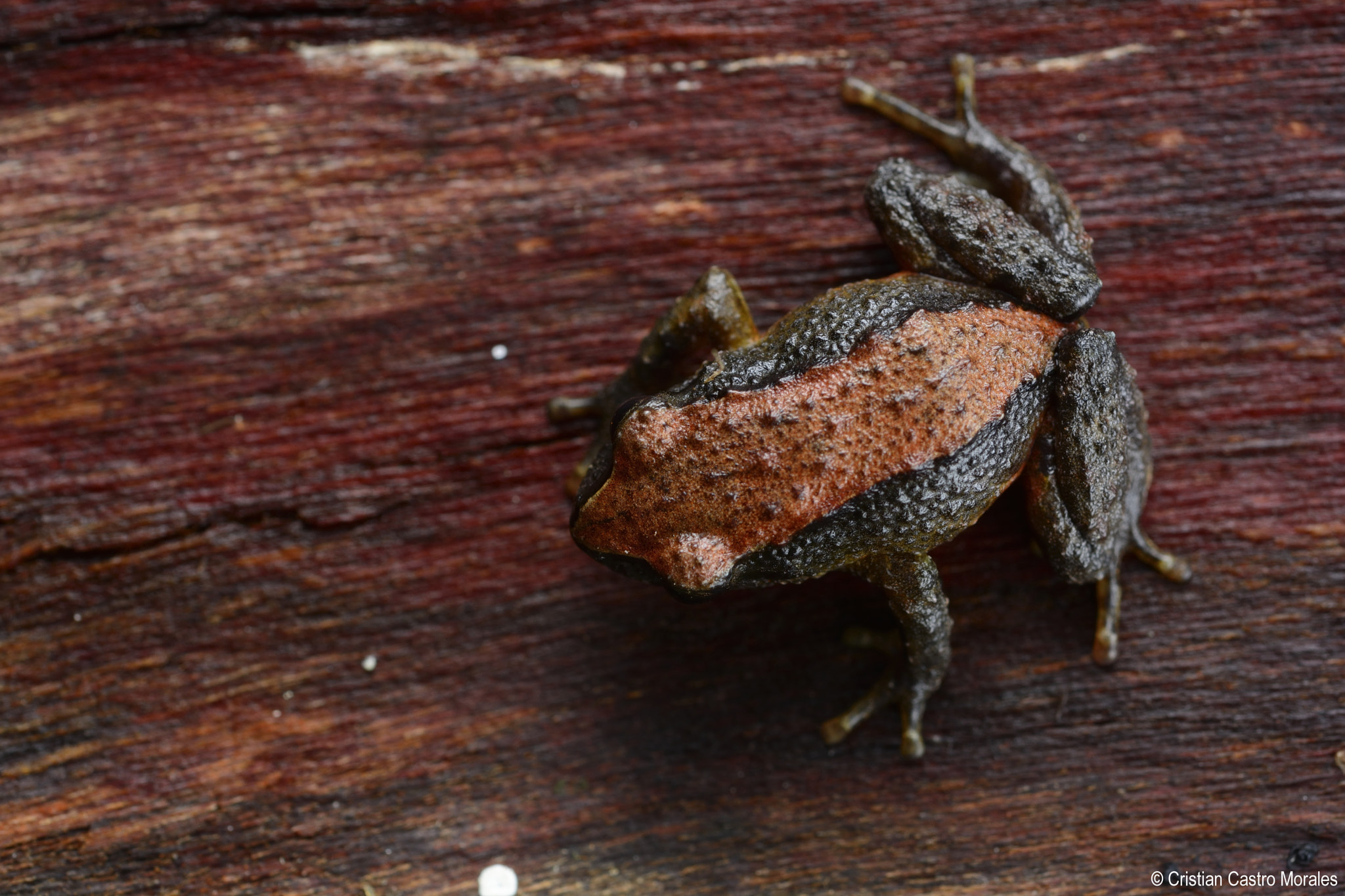 Nikon AF Micro-Nikkor 60mm F2.8D sample photo. Pristimantis scopaeus (rain frog) photography