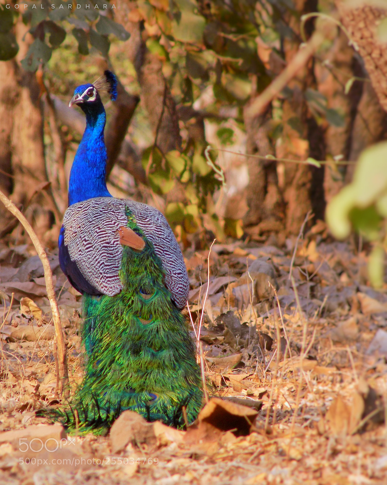 Nikon COOLPIX L340 sample photo. Indian peafowl photography