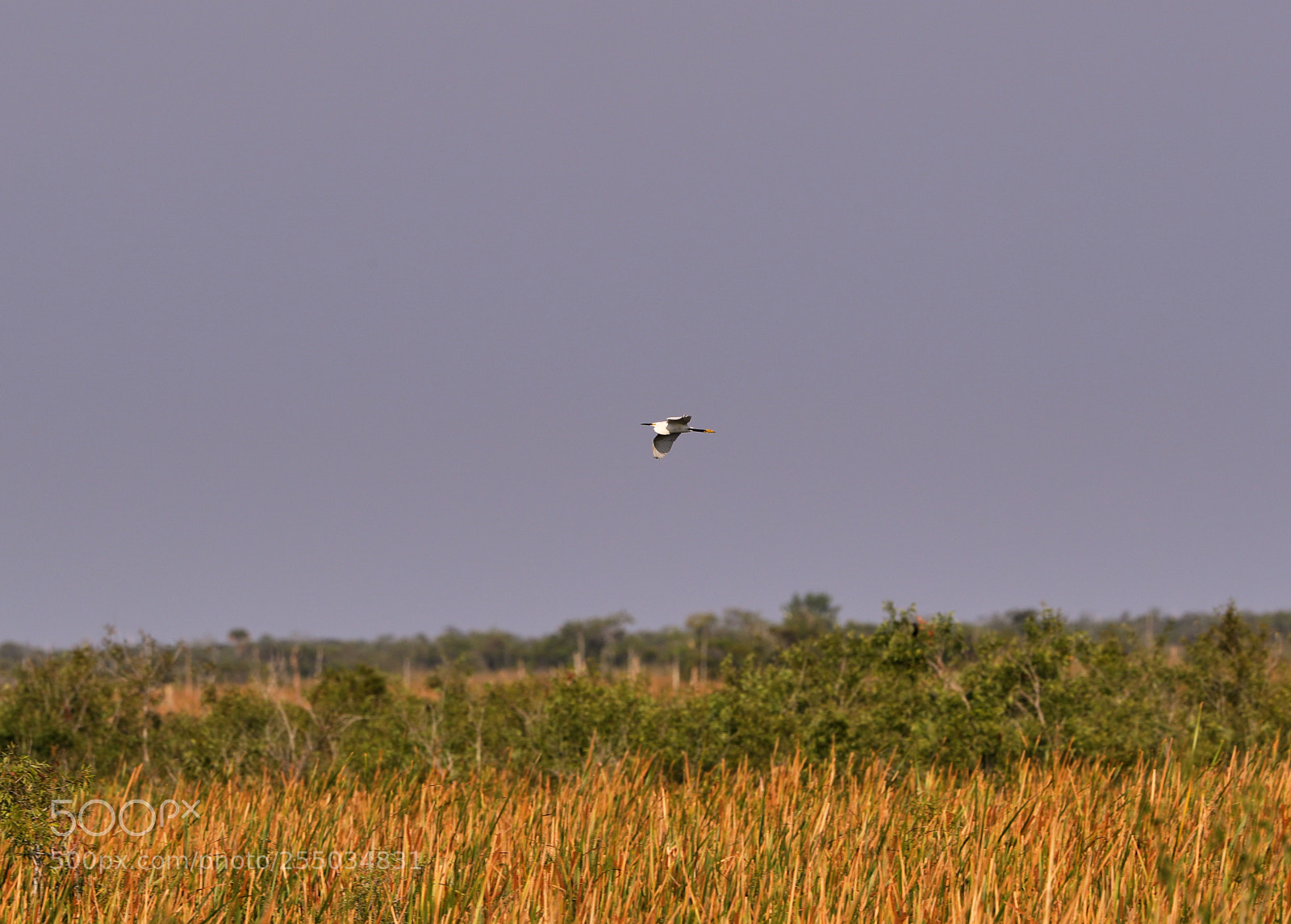 Canon EOS-1D X Mark II sample photo. 04-24-18-0014252.jpg photography
