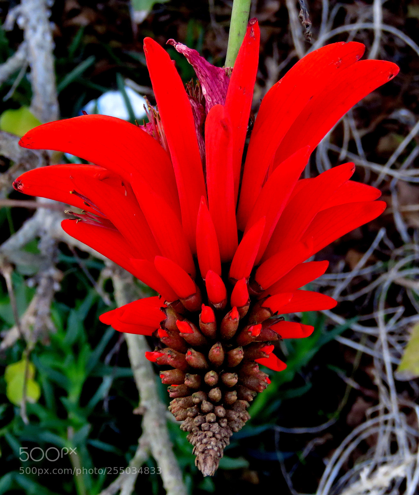 Canon PowerShot SX60 HS sample photo. Red pinecomb flower photography