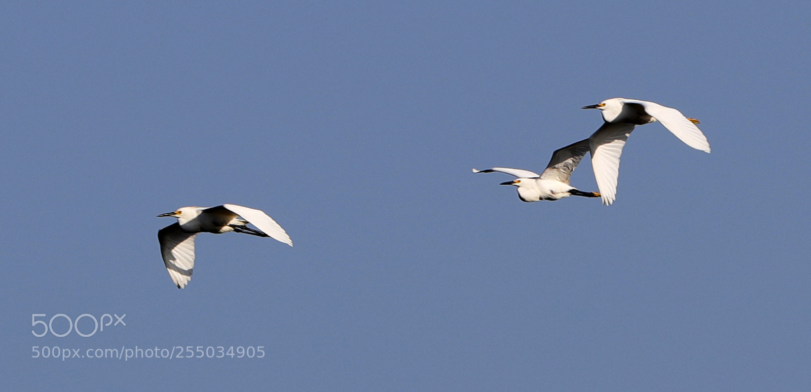 Canon EOS-1D X Mark II sample photo. 04-24-18-0014251.jpg photography