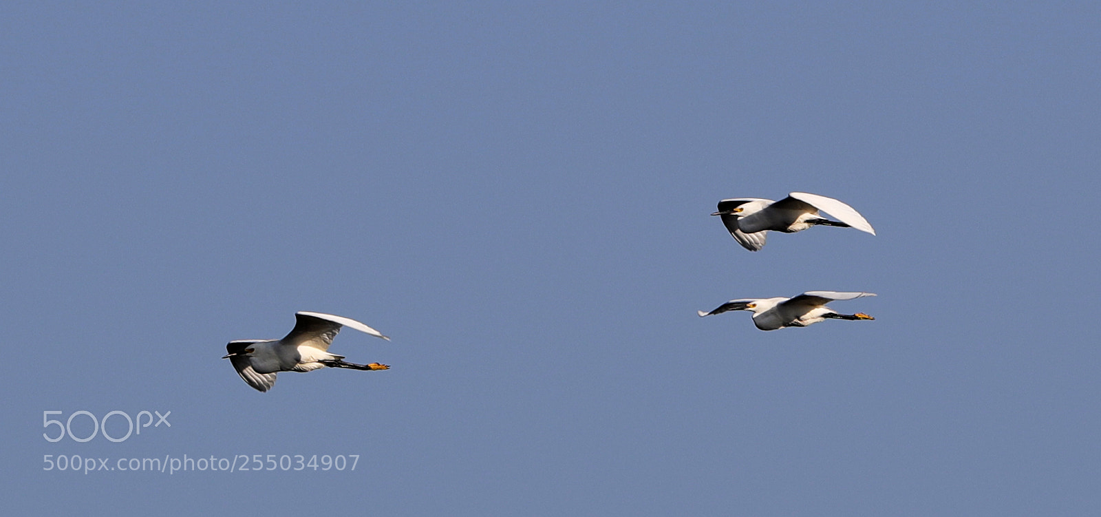 Canon EOS-1D X Mark II sample photo. 04-24-18-0014250.jpg photography