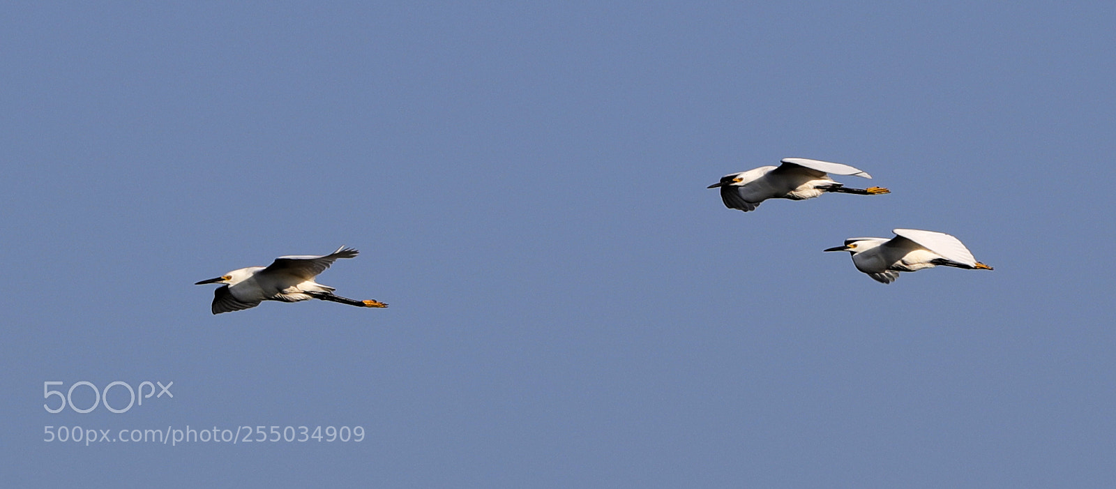 Canon EOS-1D X Mark II sample photo. 04-24-18-0014249.jpg photography
