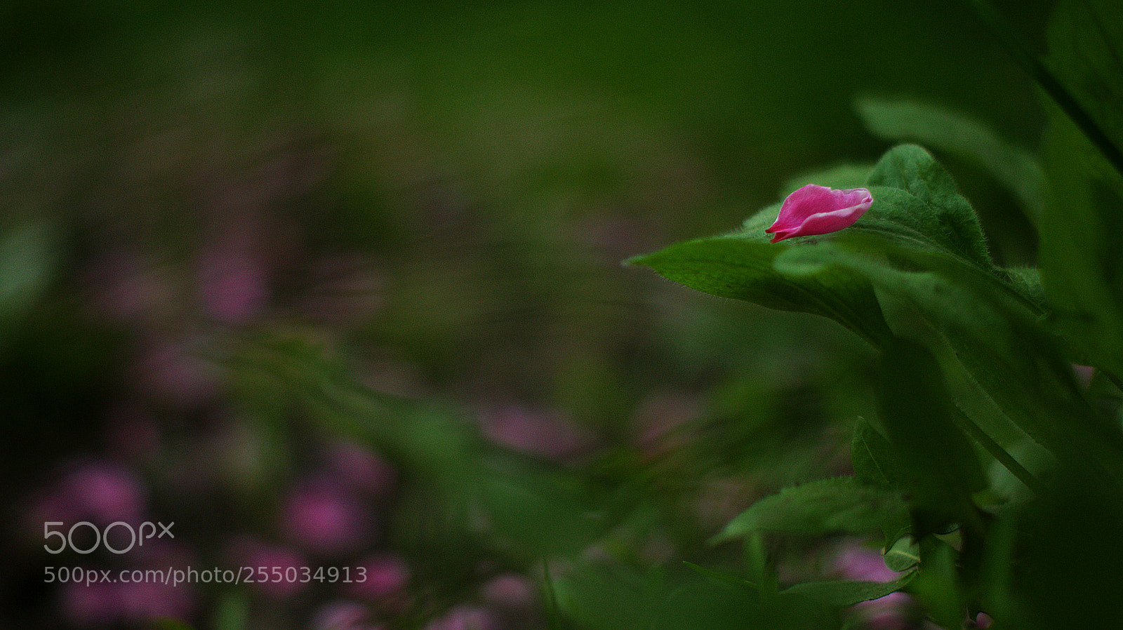 Sony Alpha DSLR-A390 sample photo. In the grass ii photography