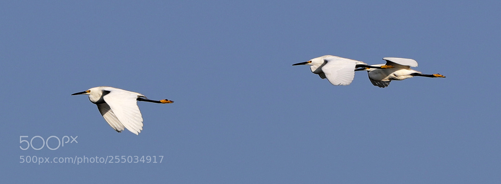 Canon EOS-1D X Mark II sample photo. 04-24-18-0014247.jpg photography