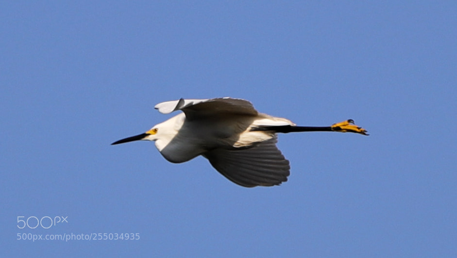 Canon EOS-1D X Mark II sample photo. 04-24-18-0014243.jpg photography
