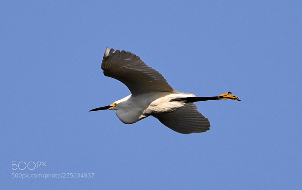 Canon EOS-1D X Mark II sample photo. 04-24-18-0014242.jpg photography