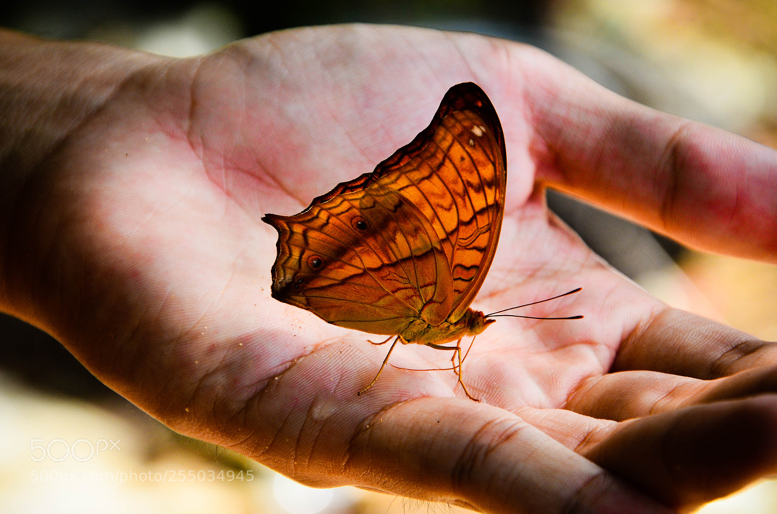 Nikon D7000 sample photo. Cherish the nature photography