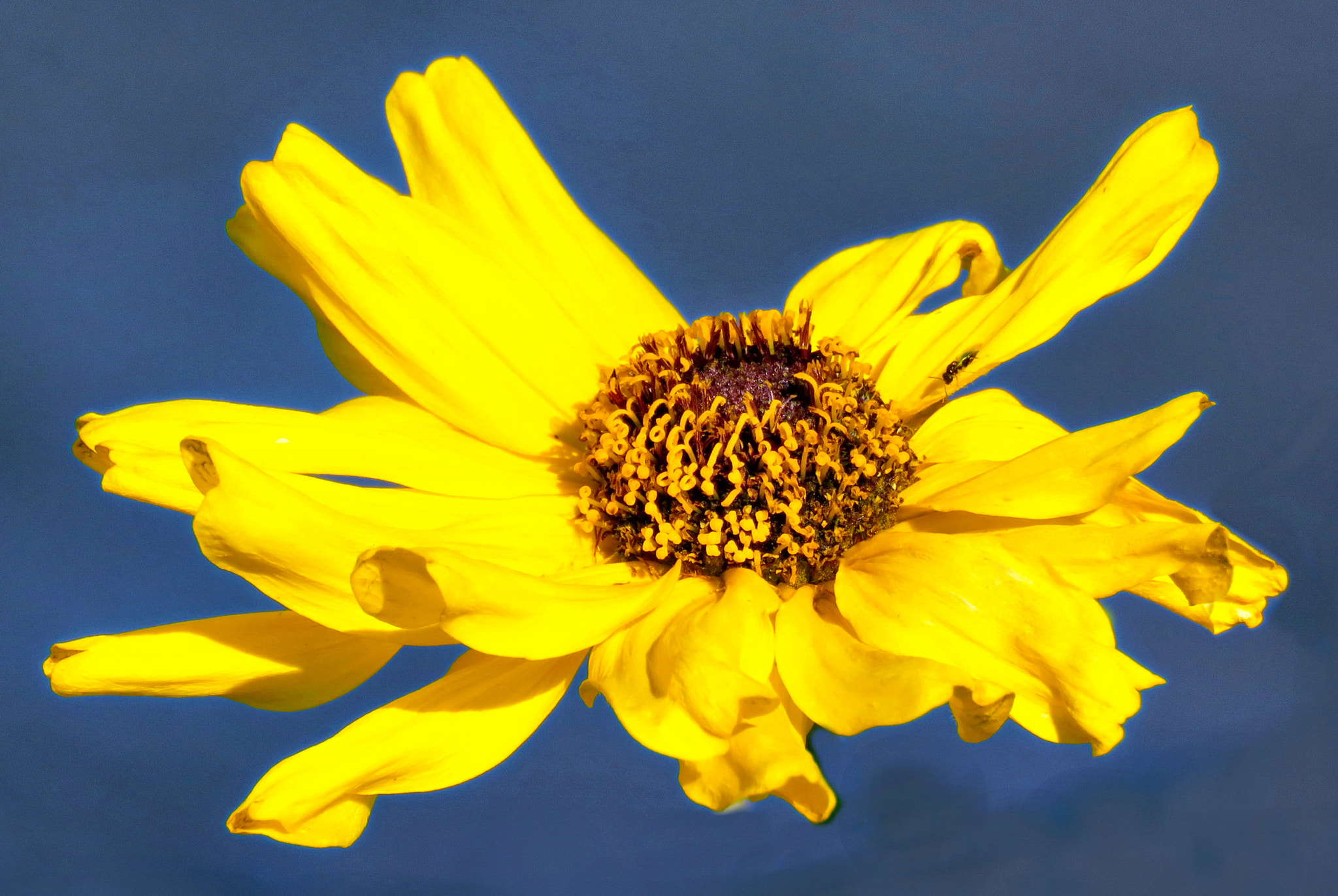 Canon PowerShot SX60 HS + 3.8 - 247.0 mm sample photo. Gold daisy photography