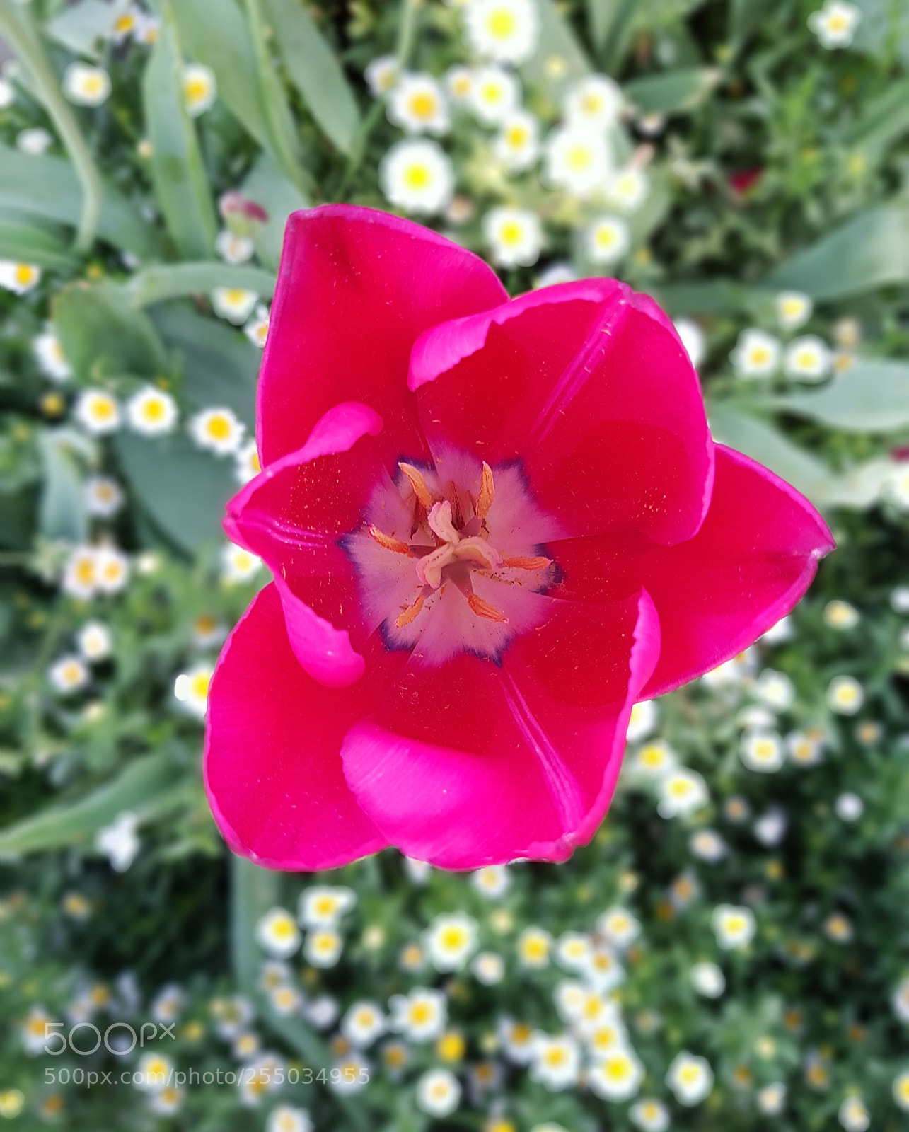 Samsung Galaxy S7 Edge sample photo. Natural beauty in park photography