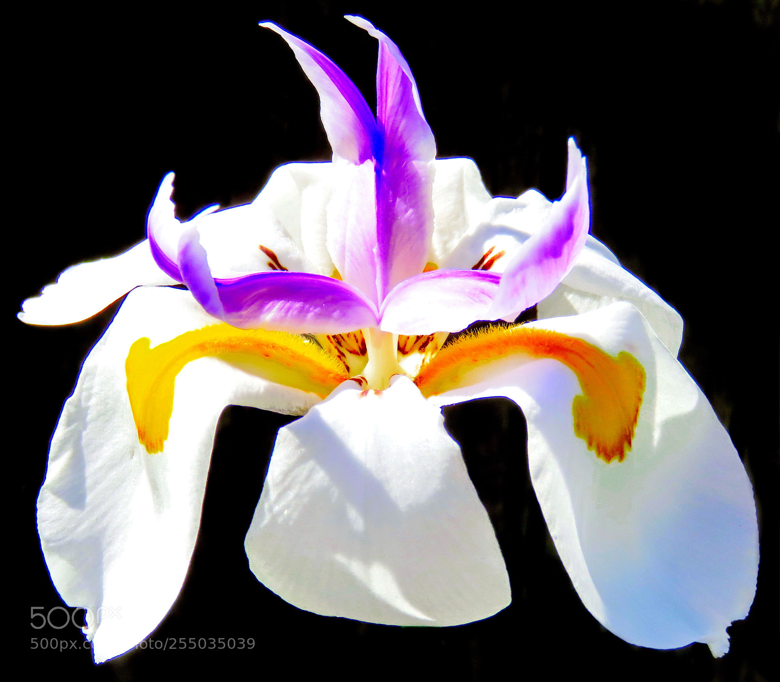Canon PowerShot SX60 HS sample photo. White iris flower photography