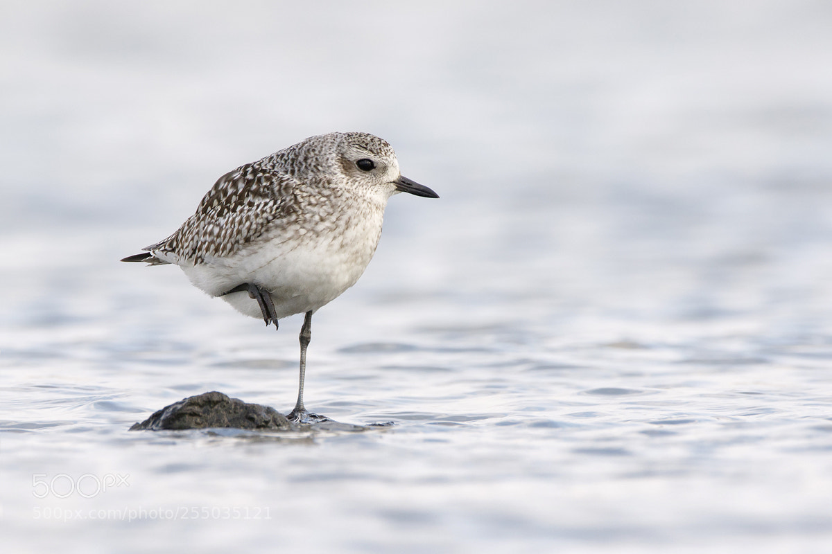 Canon EOS 7D Mark II sample photo. Grey plover photography