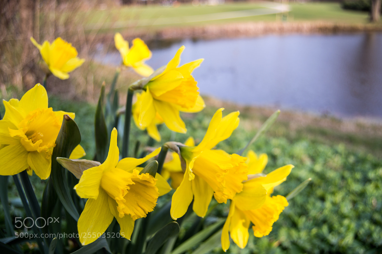 Nikon D3200 sample photo. Flowers photography