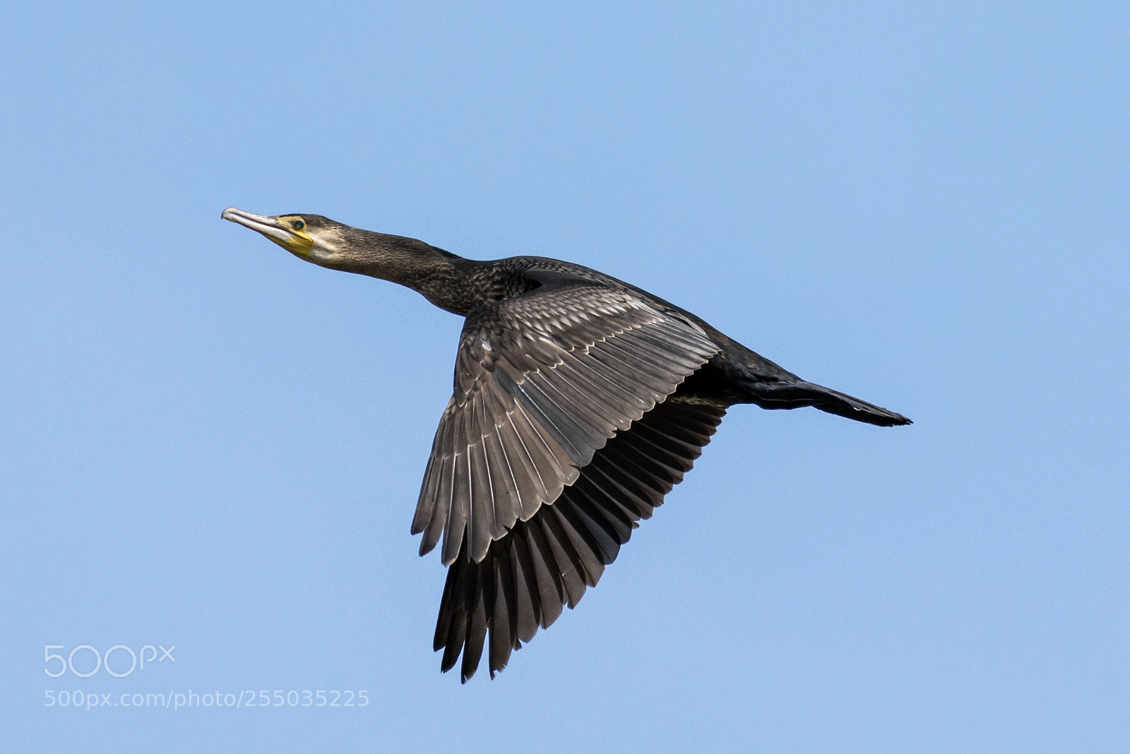 Nikon D850 sample photo. Brandt´s cormorant photography