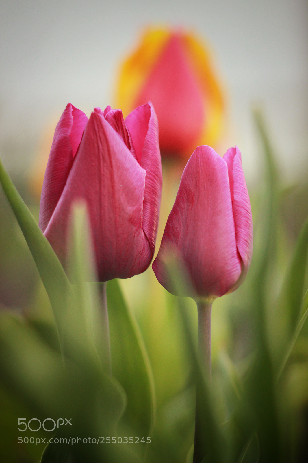 Canon EOS 600D (Rebel EOS T3i / EOS Kiss X5) sample photo. Tulips photography