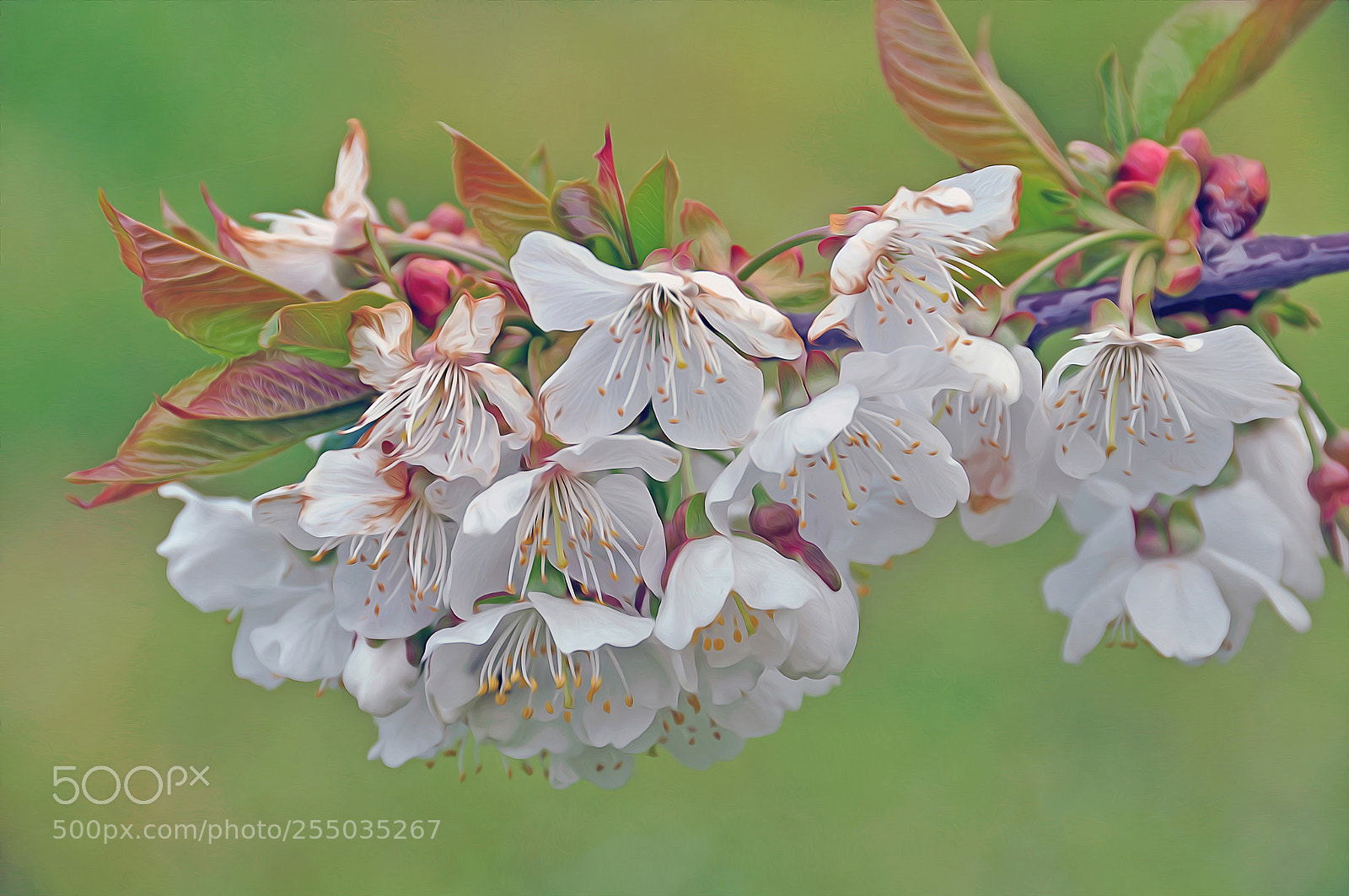 Nikon D90 sample photo. Flores del cerezo... photography