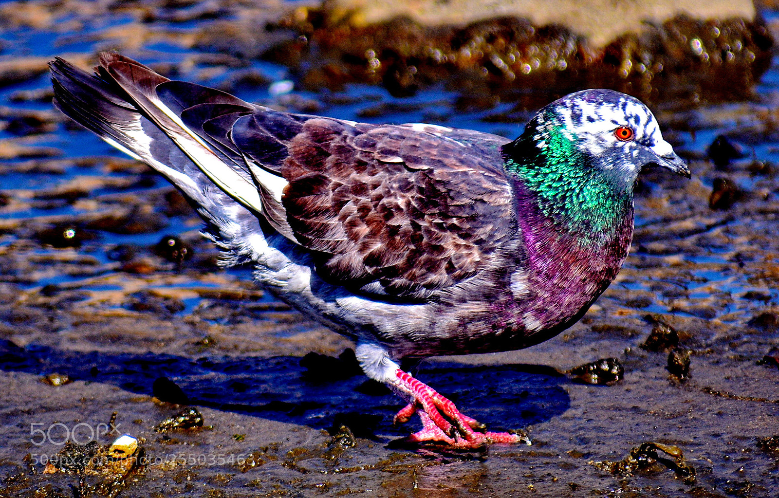 Nikon D7200 sample photo. Green and white pigeon photography