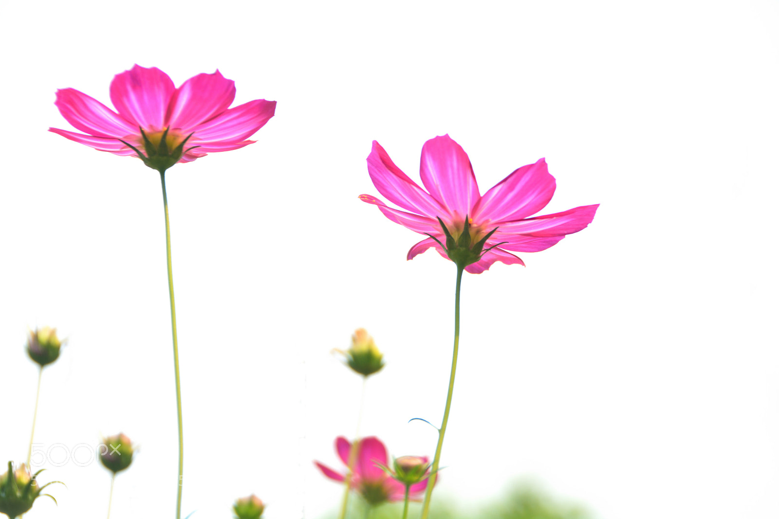 Nikon D5200 sample photo. 格桑花 galsang flower-6 photography