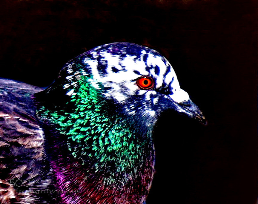 Nikon D7200 sample photo. Green and white pigeon photography