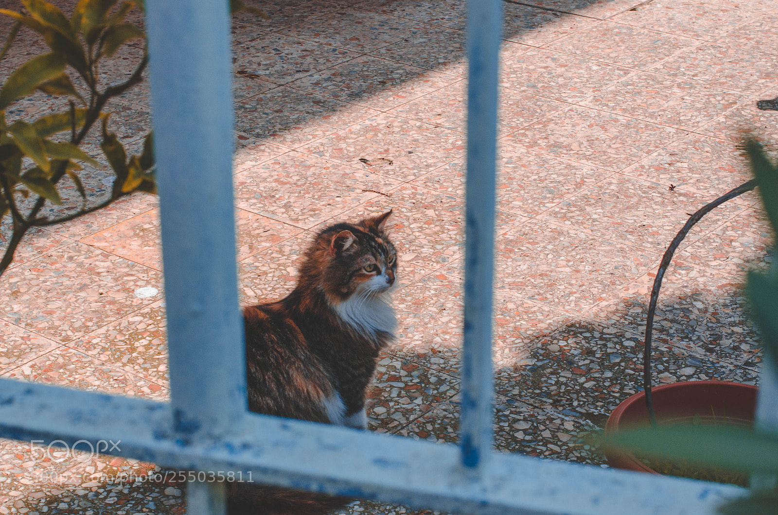 Nikon D7000 sample photo. Cat photography