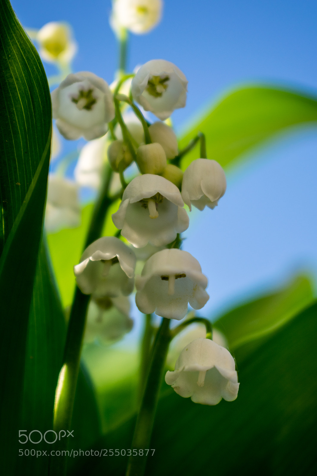 Nikon D3300 sample photo. White lily flower photography