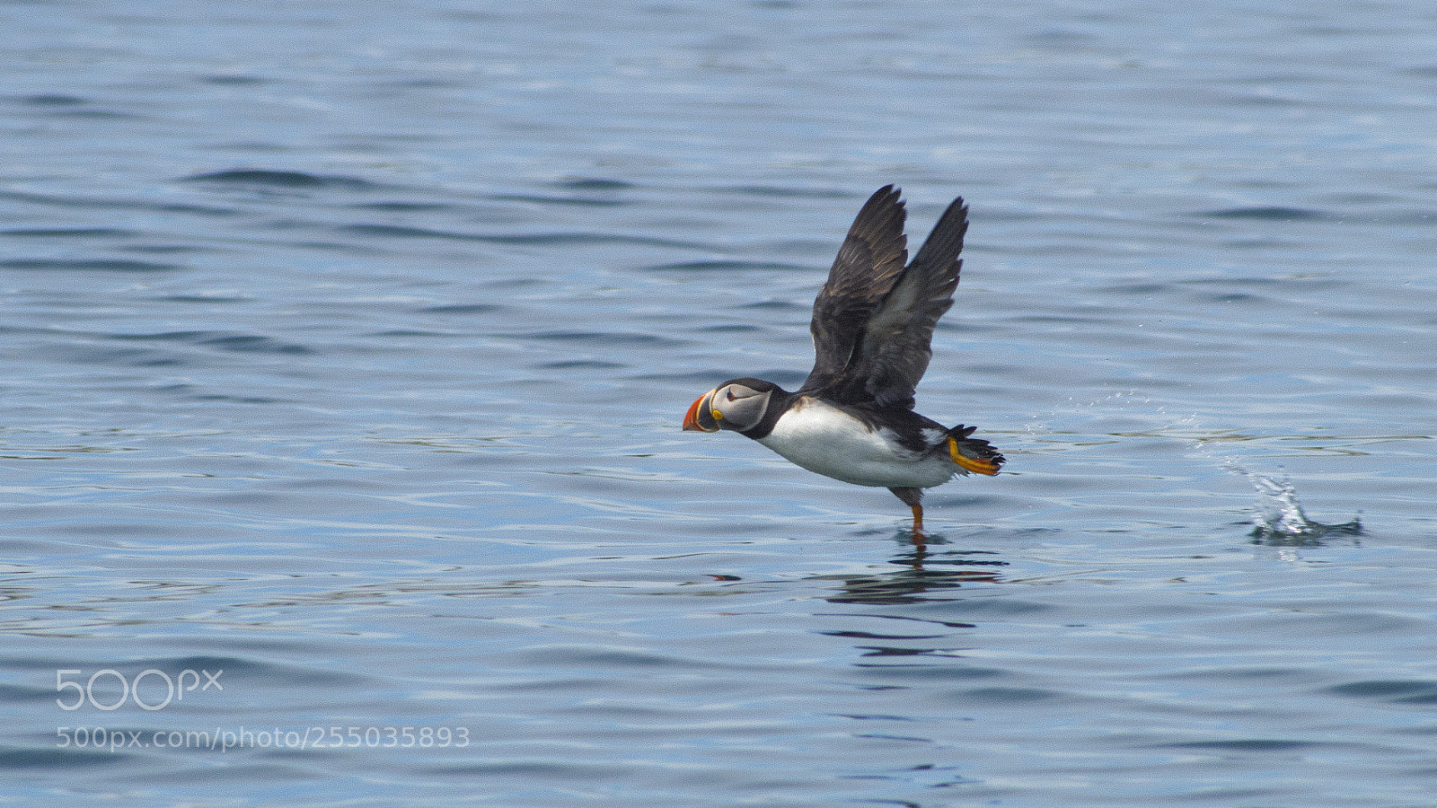 Pentax K-30 sample photo. Escape photography
