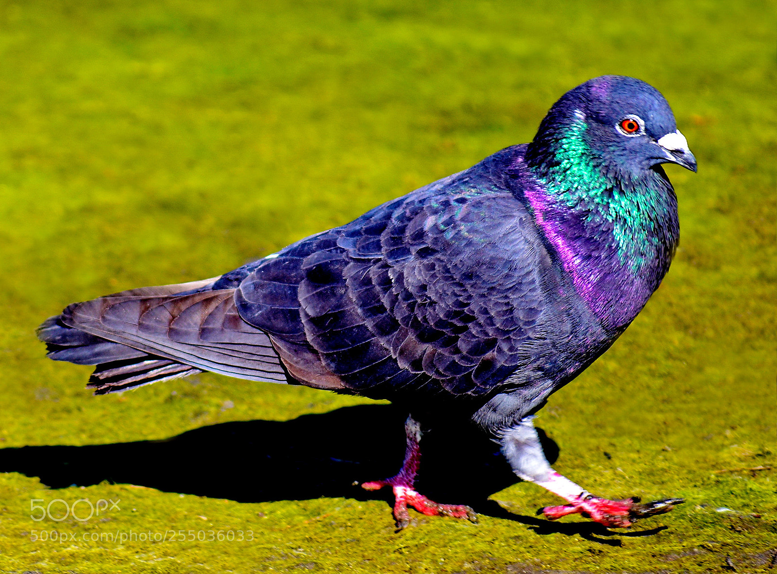 Nikon D7200 sample photo. Blue pigeon walking in photography