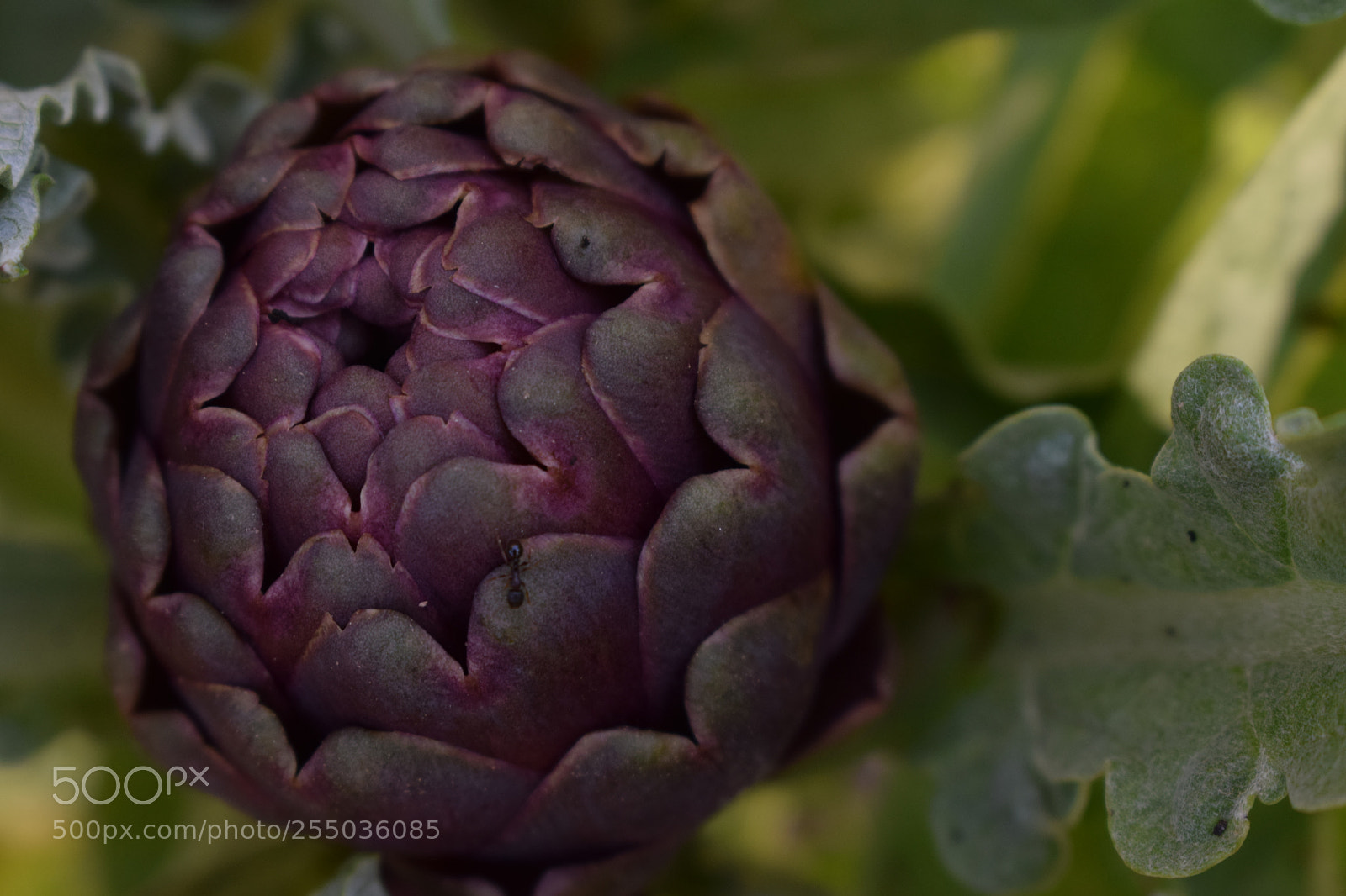 Nikon D3300 sample photo. Artichocke photography