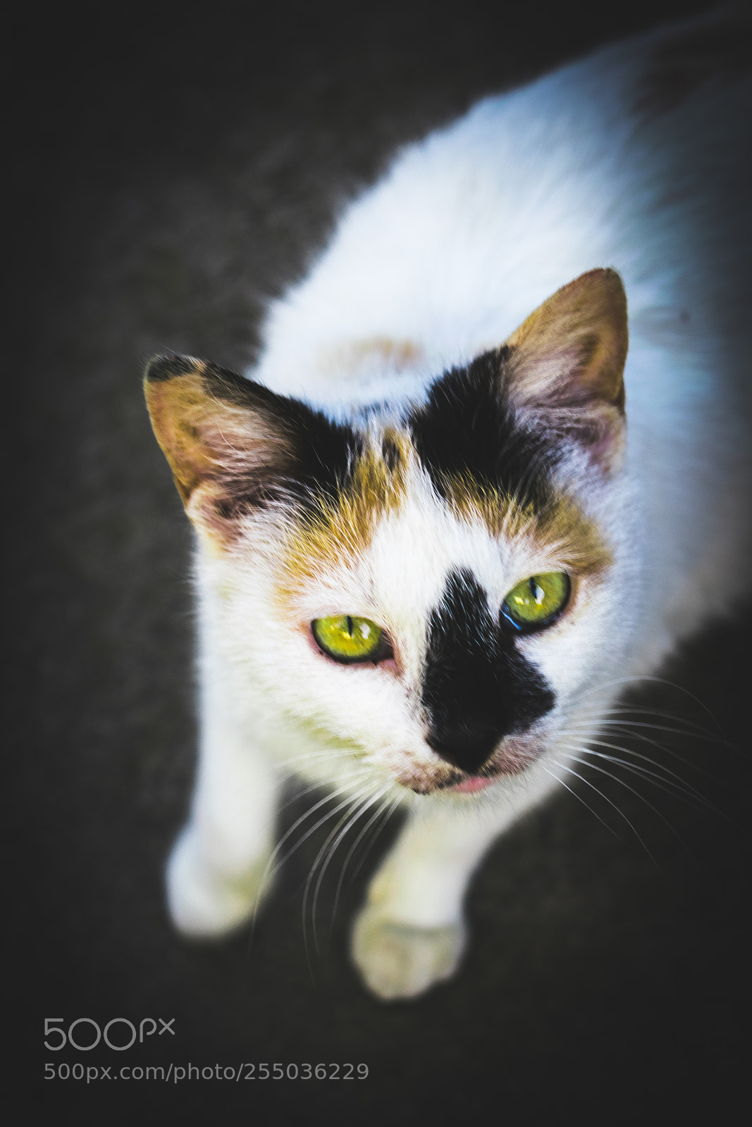 Nikon D3300 sample photo. Cat with unique mark photography