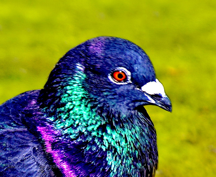 Nikon D7200 sample photo. Blue pigeon portrait photography