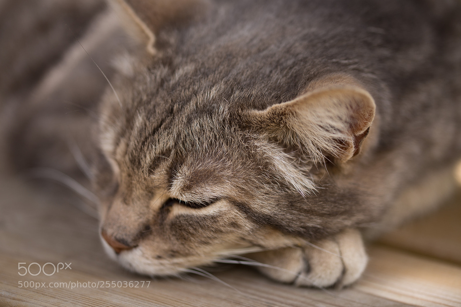 Canon EOS 6D sample photo. Sleeping cat photography