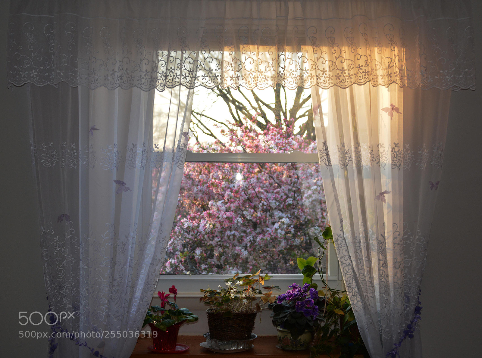 Nikon D7100 sample photo. Spring. study i. photography