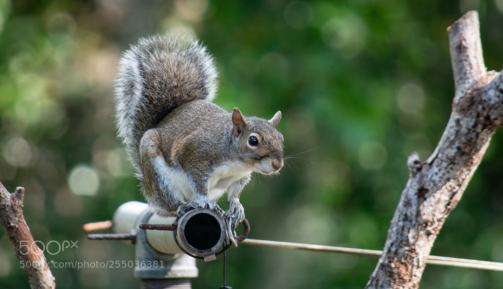 Nikon D5500 sample photo. Squirrell photography