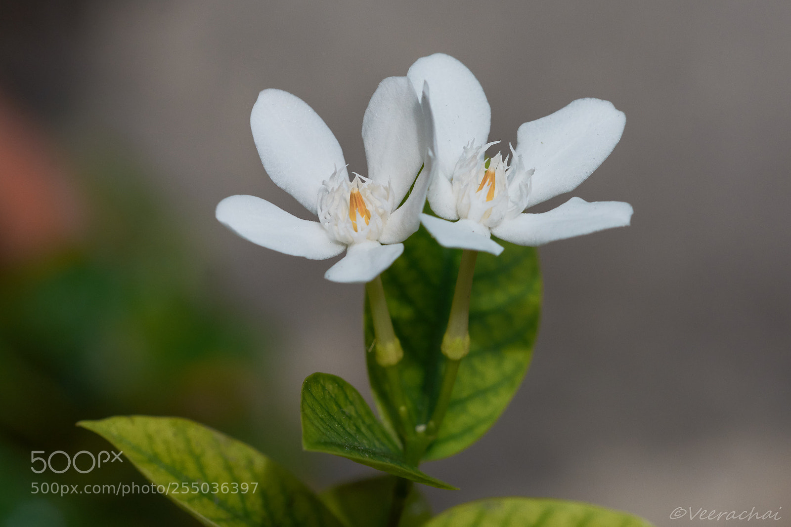 Nikon D7200 sample photo. Gardenia photography