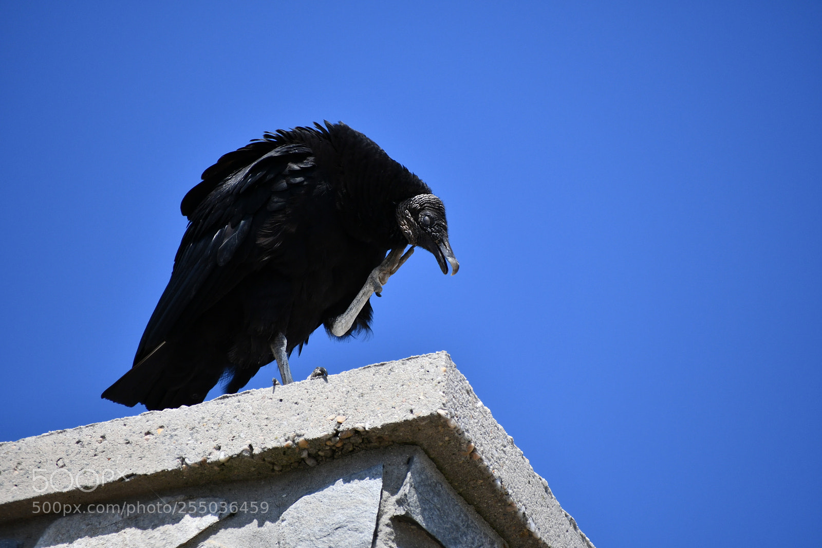 Nikon D7500 sample photo. Black turkey vulture ii photography