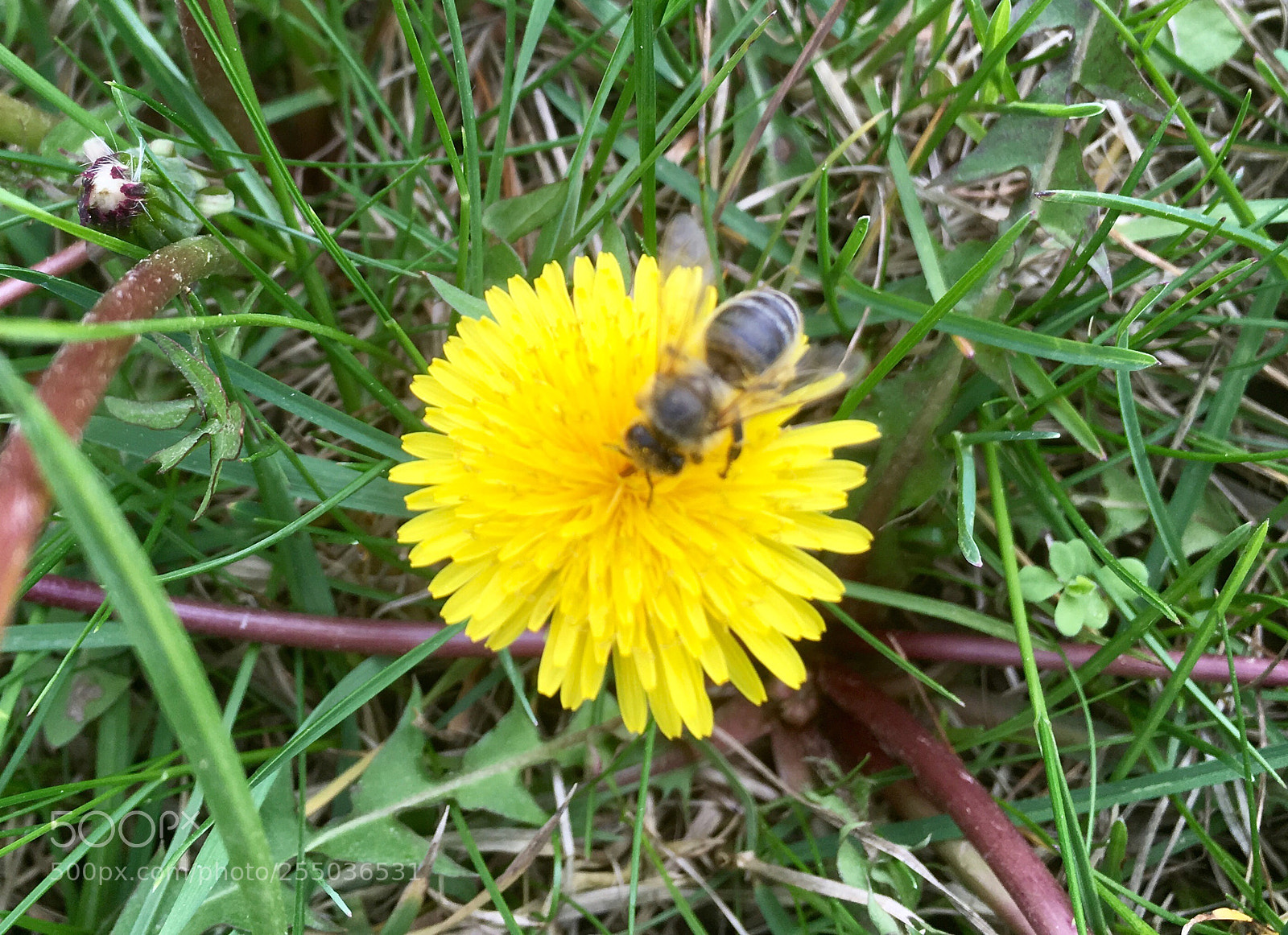 Apple iPhone SE sample photo. Untitled photography