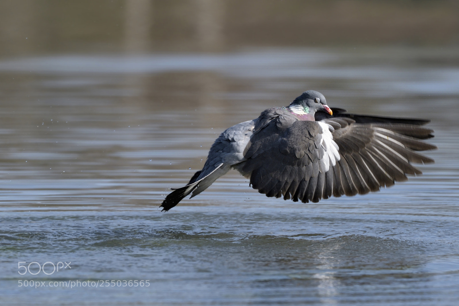Nikon D500 sample photo. Pigeon photography