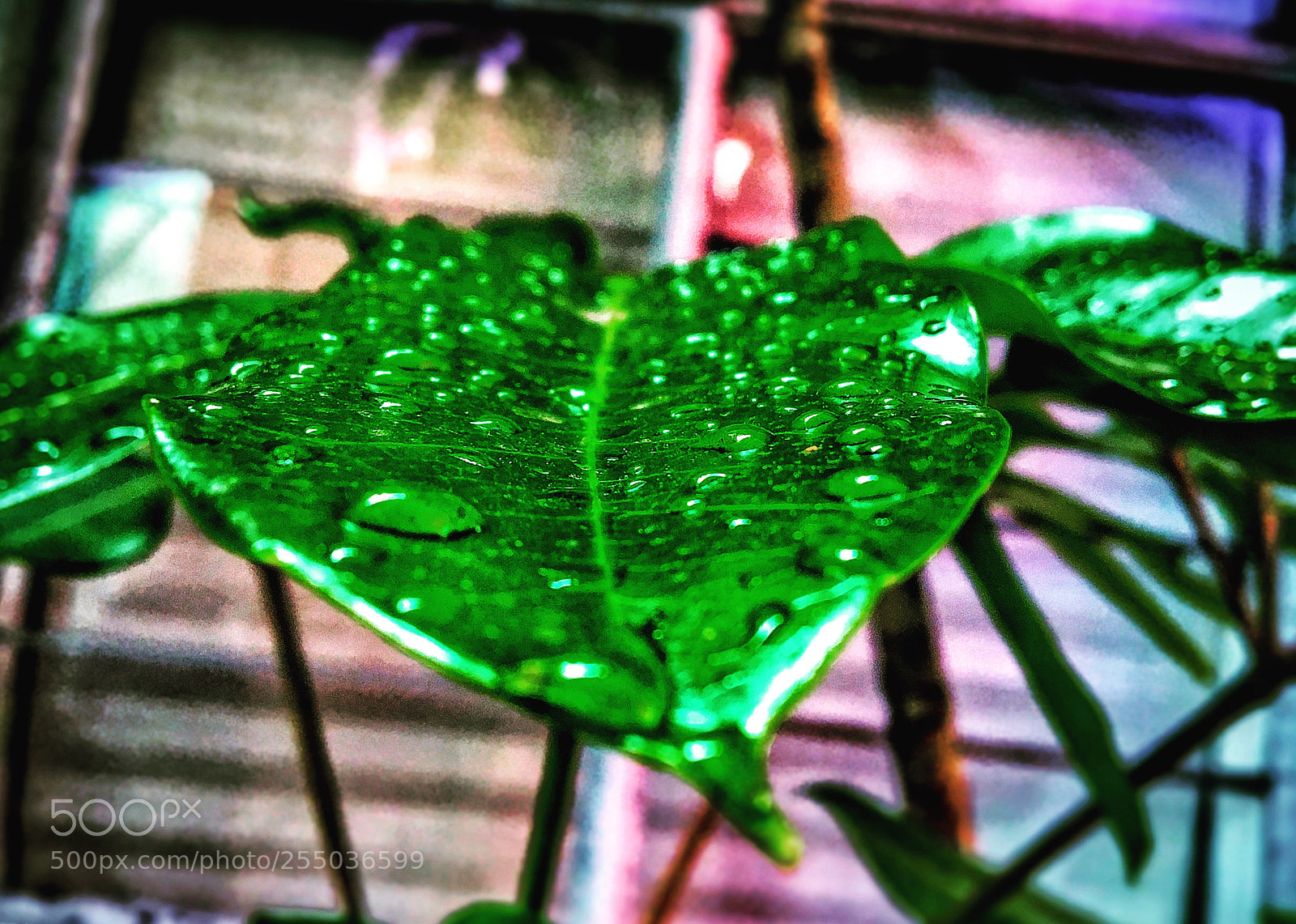 Apple iPhone 6s sample photo. Untitled photography