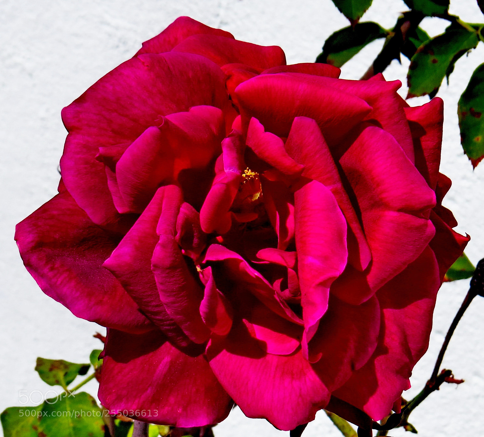 Canon PowerShot SX50 HS sample photo. Red rose flower photography