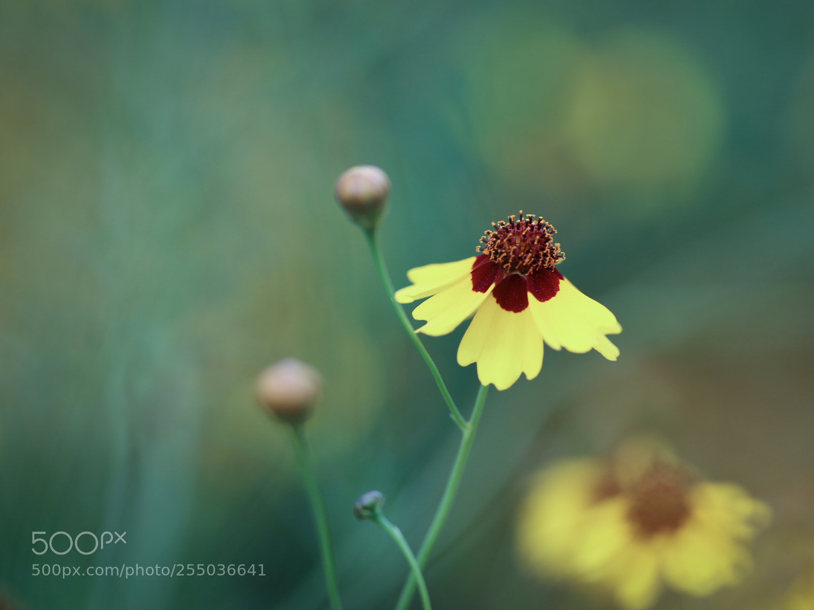 Canon EOS 5DS R sample photo. Call me sunshine .. photography